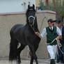 Frisian stallion