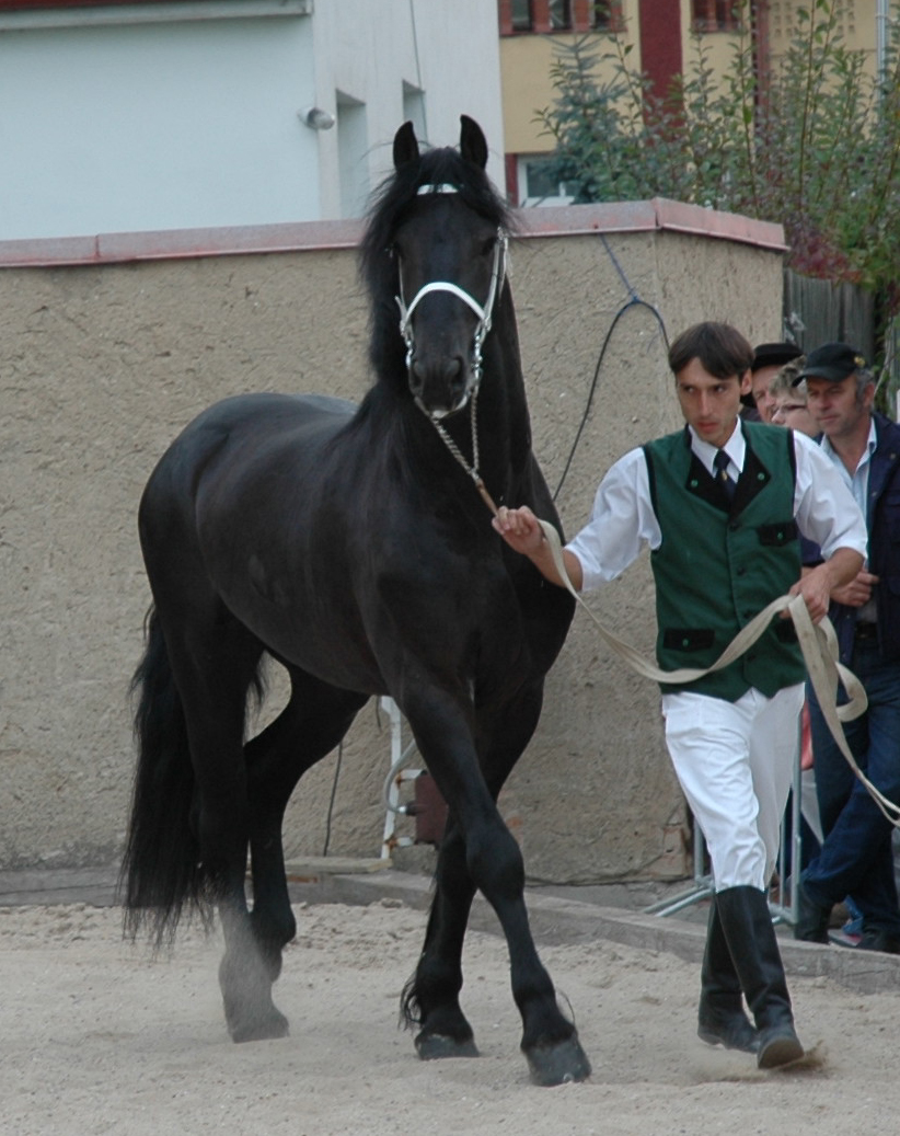 Frisian stallion