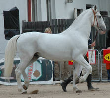 Oldkladruby white stallion