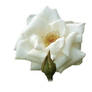 White Rose2