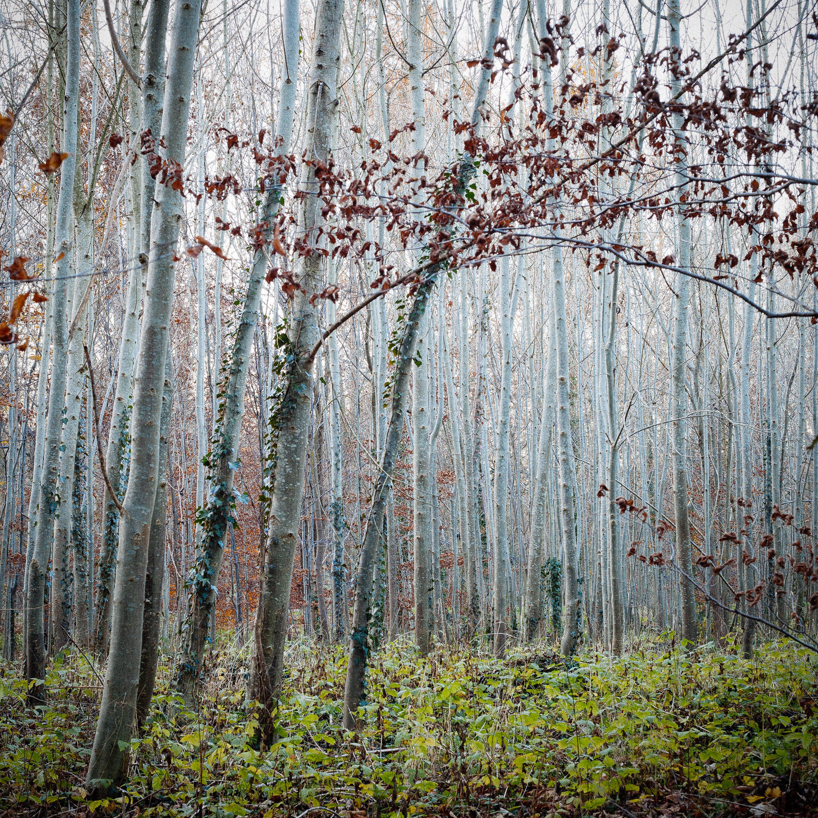 Versailles' Forest