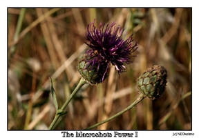 The Macroshots Power I