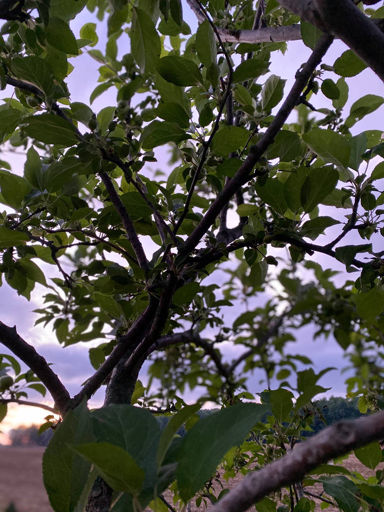 Many leaves. One tree. by WillowWoodrow on DeviantArt