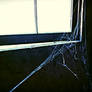 Spiderweb