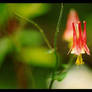 Red Columbine