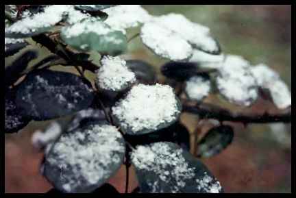 Snowy Green Leaves