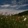 summer meadow