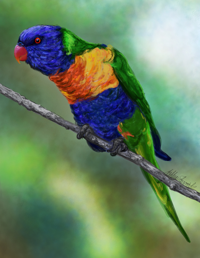 Lorikeet