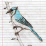 Blue jay on binder paper *OLD*