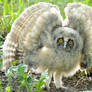 An Baby Owl v2