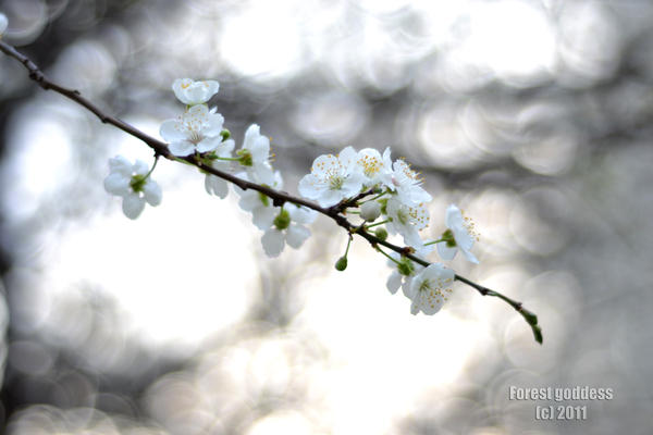 Tree blossoms