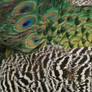 Peacock texture