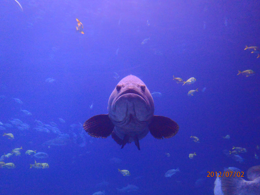 Mr. Grumpy Gills by Shadow-Hunter-Is-In on DeviantArt