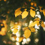 Yellow leaves