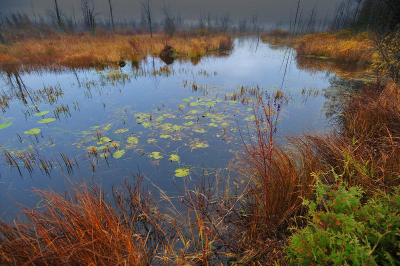 A Creek Through the Marsh