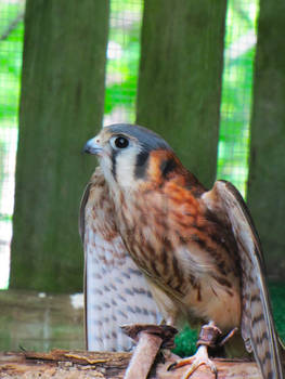 American Kestrel