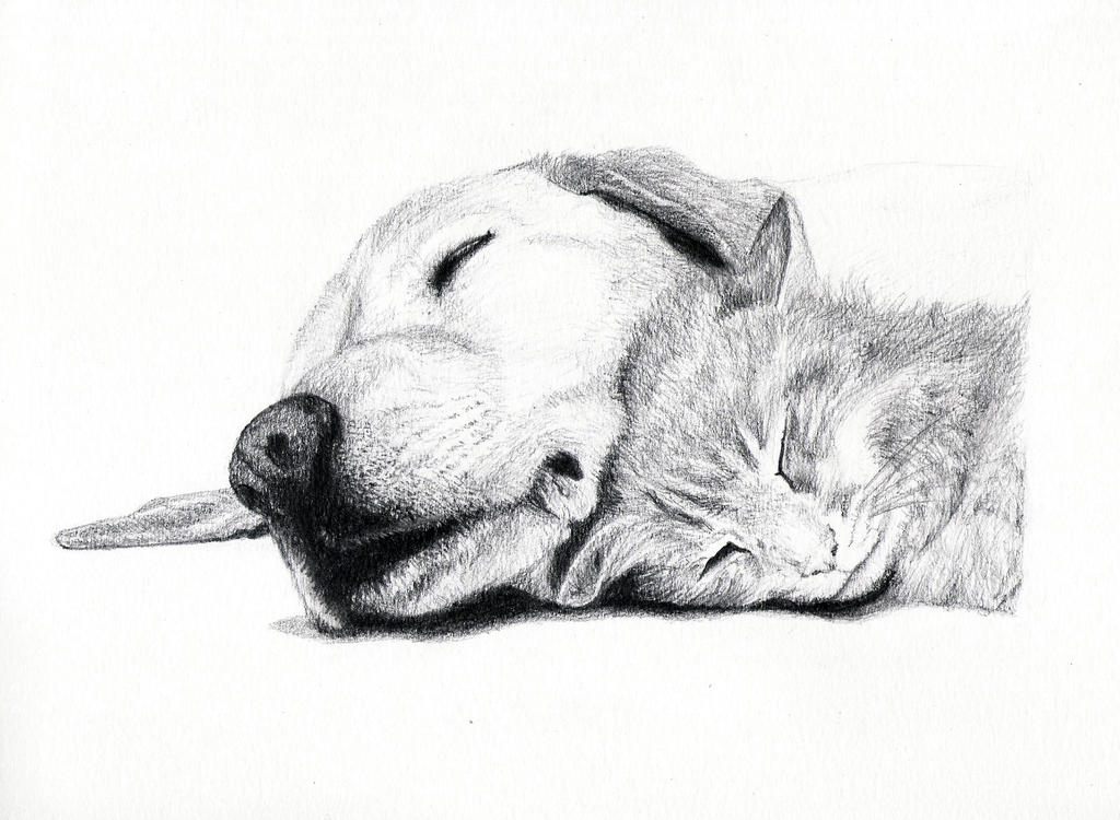 Cat and dog