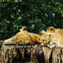 Sleeping lions