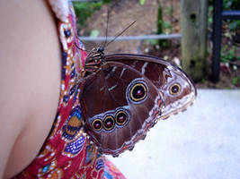 Owl Butterfly