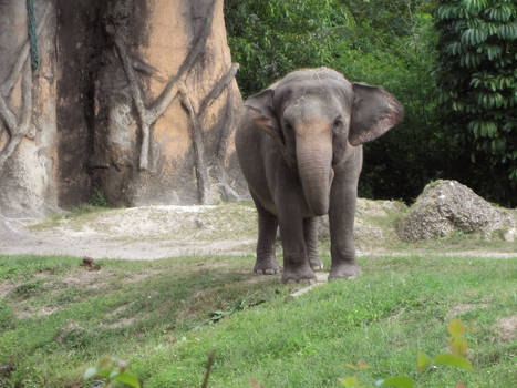 Elephant - Front View