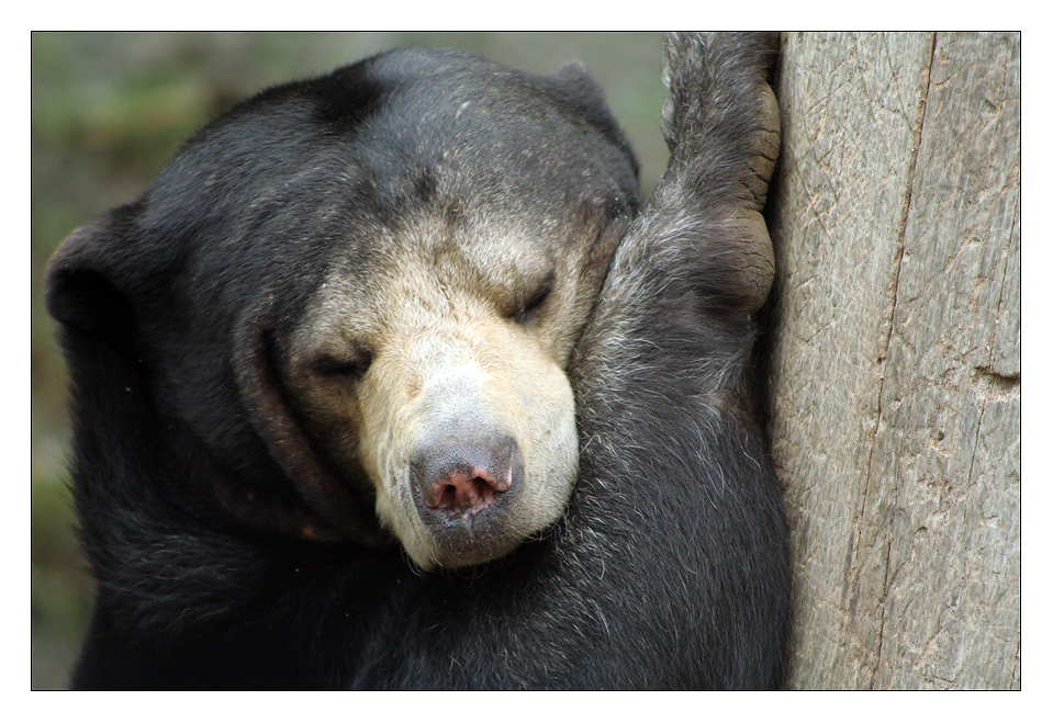 Sleepy Sunbear