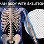 Human Body Skeleton