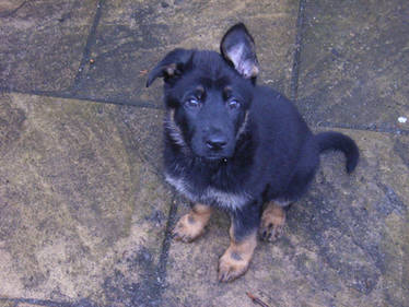 German Shepherd Puppy