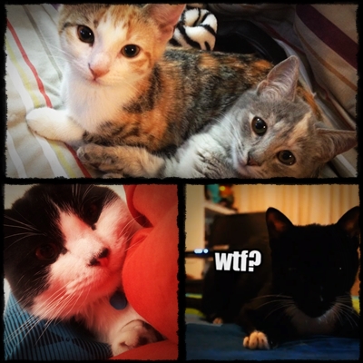 Youtuber Cats :3