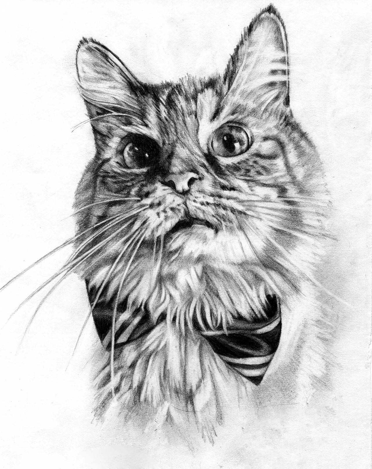 Cat Graphite Reggie the Cat, realistic graphite drawing by JessicaJeanArtist on ...