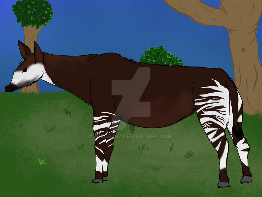 Okapi by nikusz97 on DeviantArt