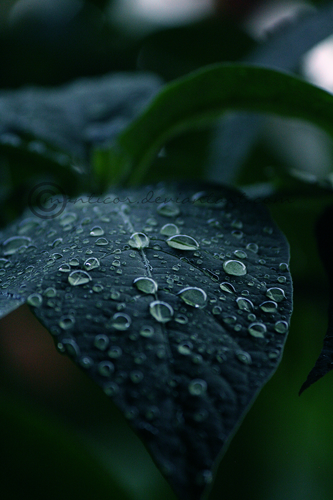 Raindrops II