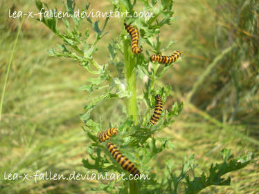 Little Tigers in the Grass