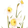 Daffodils