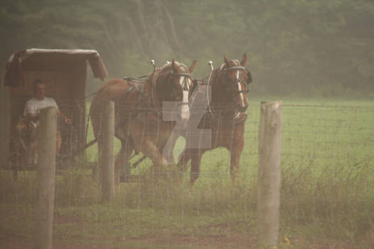 Misty Morning Pull