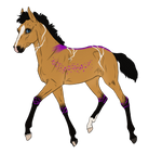 4633 Padro Foal Design by buckuroo