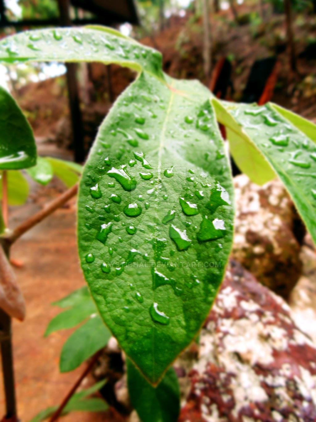 Drops on a leaf