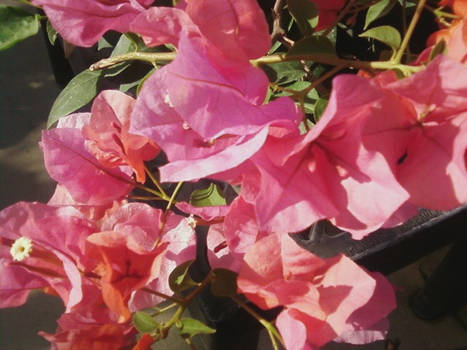 Autumn Bougainvillea