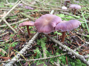 Mushroom12 by ML5J Mushroom12 by ML5J