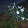 Moon Flower July 2012 - last one