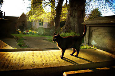 Graveyard Cat