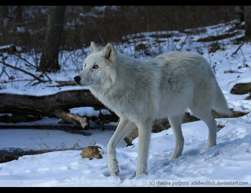 Arctic Atka