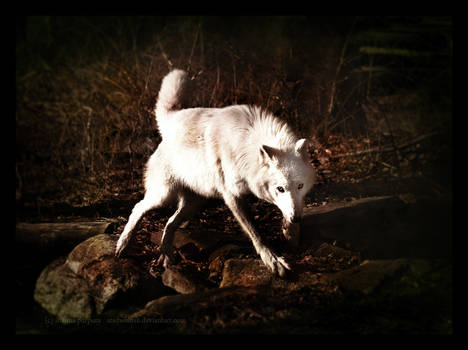 Atka's Domain