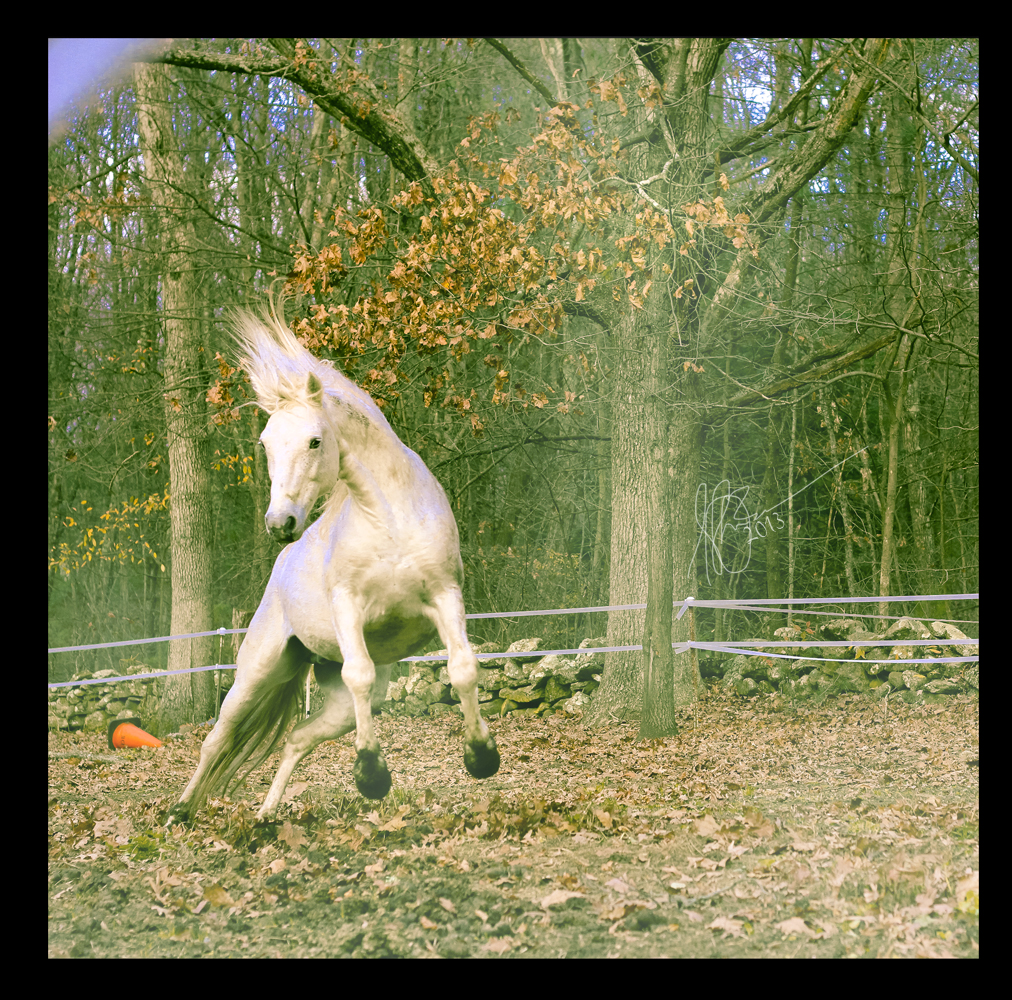 White Horse Dance