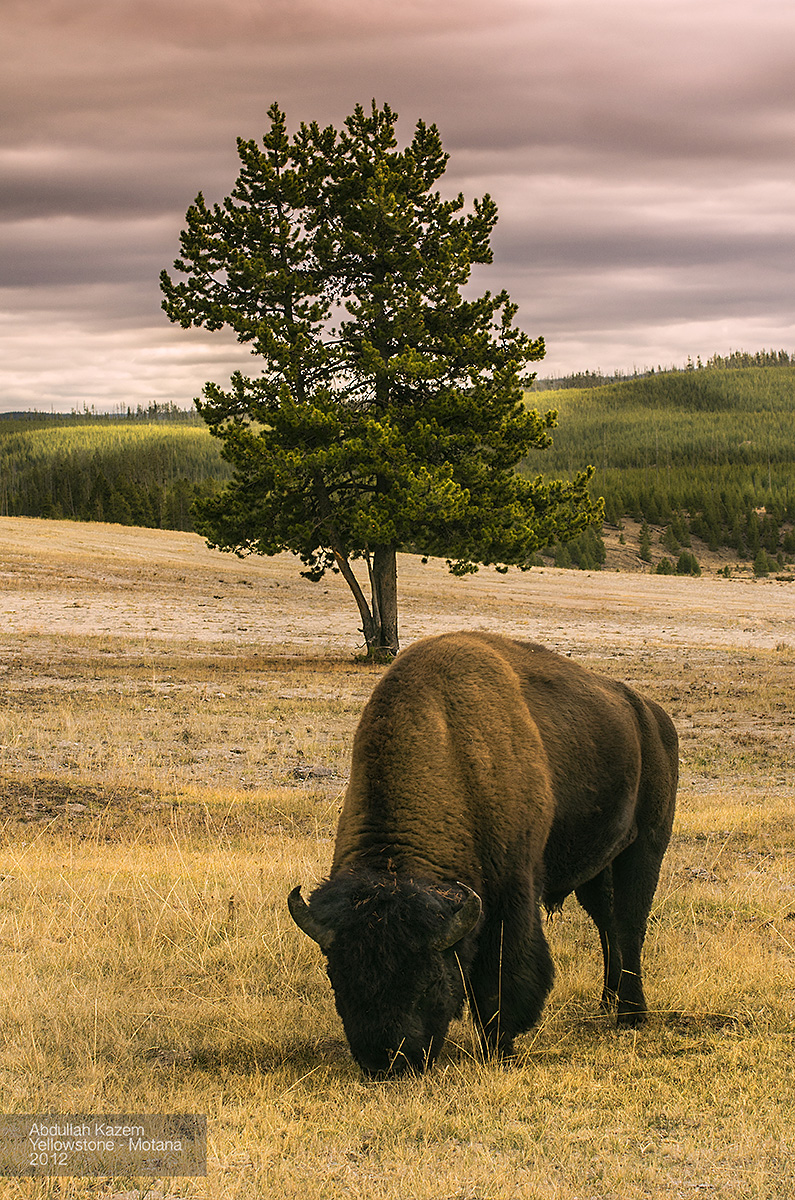 Bison