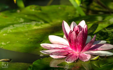 Waterlilly red