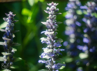 Ajuga reptans