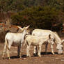 White donkeys