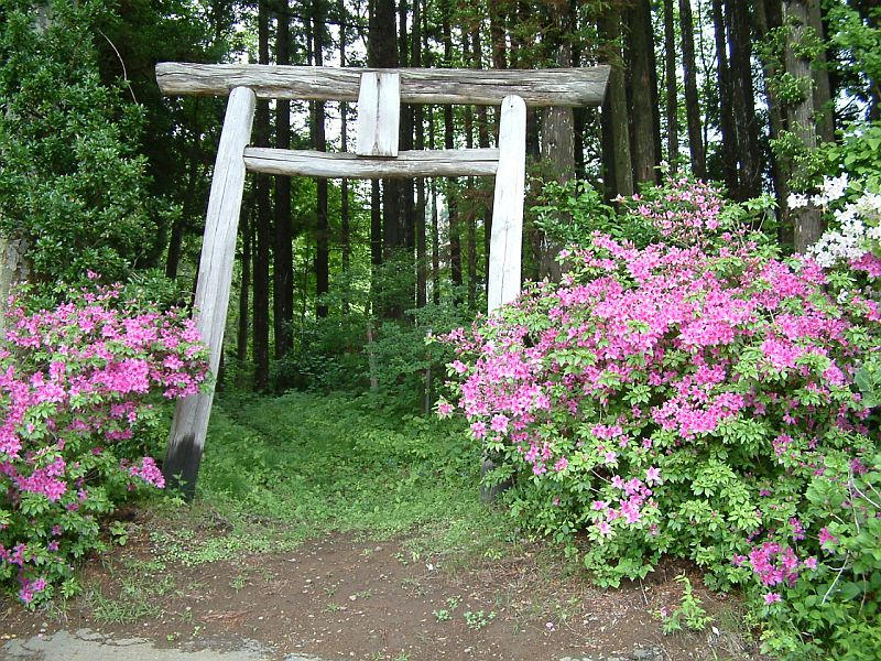 Big Tree Other Torii by shadowcat7 on DeviantArt