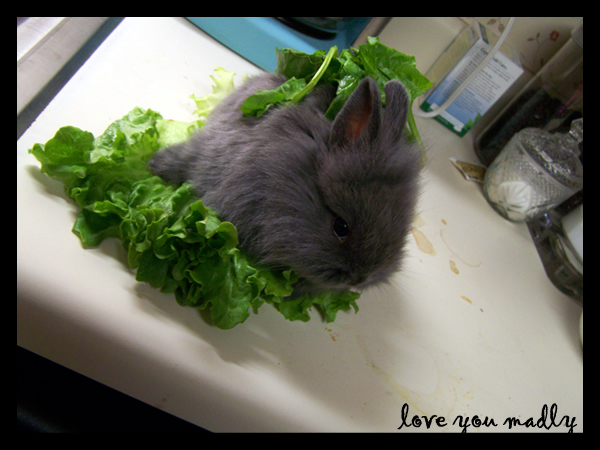 Bunny Salad