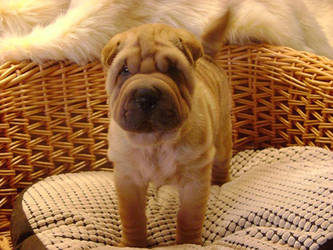 shar pei